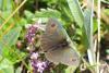 Erebia cassioides